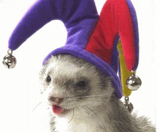 A ferret wearing a jester's hat.